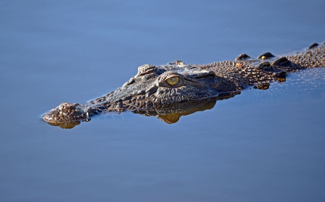 Large American crocodile gliding through the Tarcoles River in Costa Rica